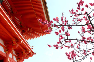 japan-temple-cherry-blossom