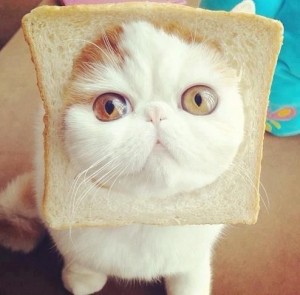 July-26-2012-00-29-18-breadcat