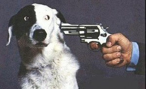 shootdog